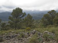 E, Malaga, El Burgo, Sierra de las Nieves 38, Saxifraga-Willem van Kruijsbergen